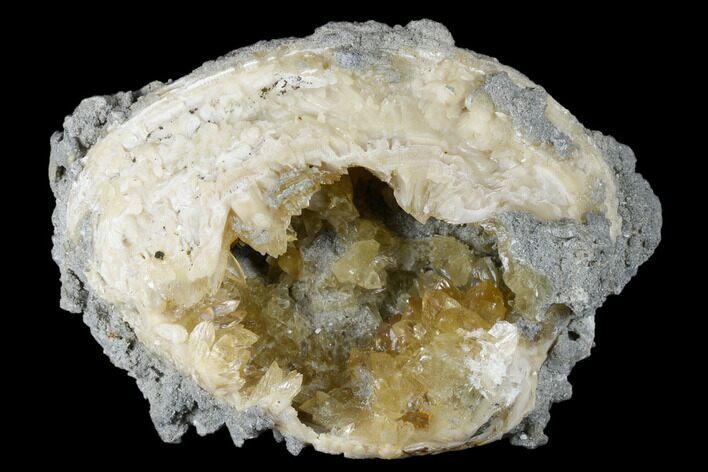 Fossil Clam With Fluorescent Calcite Crystals - Ruck's Pit, FL #175655